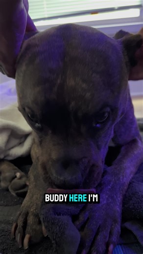 Buddy and Boss 🐶🐶 Get Ready for the Big Race with a Massage from Stephanie Favors 🧖 Buddy and Boss 🐾🐶🐶, our favorite pitbull brothers training for the Olympics, took it easy today with full-body massages from Stephanie Favors. Stephanie specializes in deep tissue and sports massages and has worked with several professional athletes just like Buddy and Boss. If you’re looking for the best massage in Nashville, book an appointment with Stephanie: https://book.heygoldie.com/Massage-therapy-by