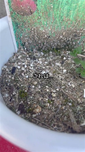 コキアの種蒔き10週間経過