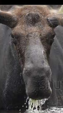 Moose in Canada: Quick Facts About Canada’s Giants