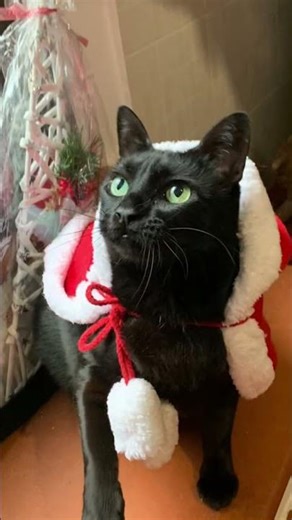 🎅🎄🎁⛄🐾 Buon Natale da tutti i nostri mici 🐾⛄🎁🎄🎅❤️