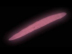 Flatworm Animation Body Plan