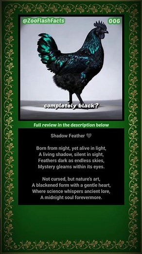 Ayam Cemani: The Mysterious All-Black Chicken from Indonesia #uniqueanimals #animalfacts #education