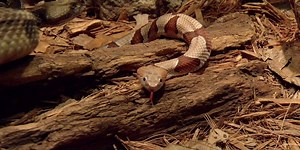 Venomous snakes more active this time of year in Kentucky