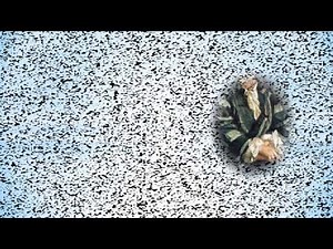 Eulerの公式を巡って