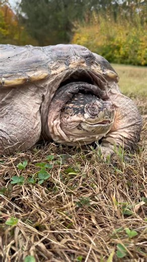 Today was a huge milestone for patient 25-3953, a common snapping turtle we’ve named Pugsly. For the first time in nearly eight years, Pugsly was able to soak up the sunshine and take a walk outside! Before coming to Aark, Pugsly spent his entire life in poor conditions that led to metabolic bone disease, a painful but preventable condition caused by improper diet and husbandry. Despite everything he’s been through, Pugsly is now finally getting the care and compassion he deserves. We’ll be shar