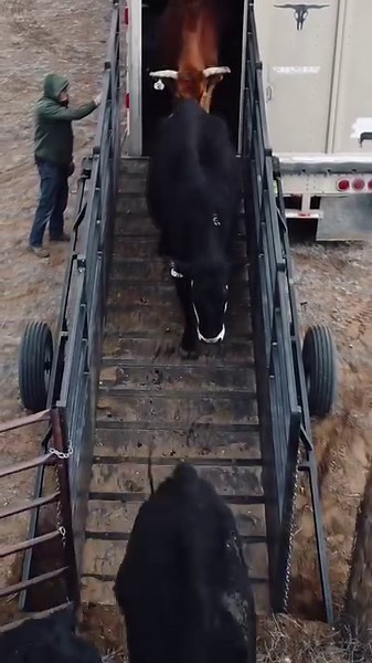 Unloading cattle on this New Mexico outfit. 🐮 📷 @huckleberryimages Like what you see? Then you'll love our magazine. Subscribe at 👉 workingranchmag.com #WorkingRanchMagazine #YourRanchYourMagazine #BeefCattleProduction #WinterWeather | Working Ranch Magazine