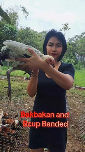 9.3K views · 364 reactions | Ikaw una PILI minimum of 10 tag 5k each syraight cash. Early Bird, Bakbakan Banded & Bcup Banded #AlagangTunayLakingLDI | Ann Panabong Breeder | Facebook