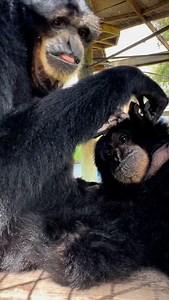 Onyx grooming Elmo. Grooming is a very important social interaction between primates #siamang #ape #primate #gibbon #animals #sanctuary #cuteanimals #grooming | Animal Preservation & Education Sanctuary - A.P.E.S