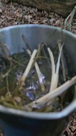 Brewing Willow Bark Tea for Pain Relief and Inflammation | Oddly Survival