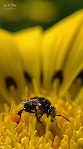 3K views · 216 reactions | Pollinators come in all shapes & sizes!...