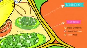 Photosynthesis- Crash Course Biology #8 (1)