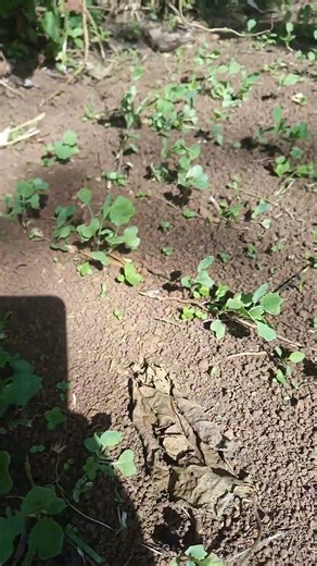 Road to 30, 000 vegetables | Healthy kale seedlings | 1000 headed kales | Kale farming #kale #food