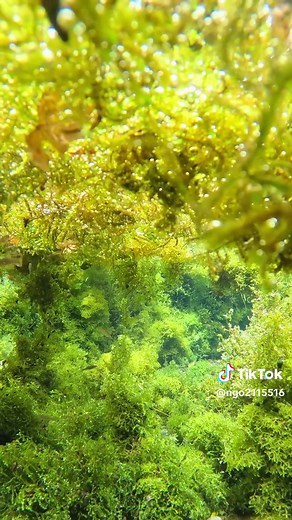 日本一綺麗な水の熊本景色を堪能しよう！