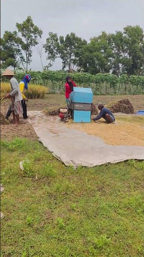 Techniques and skills for threshing rice grains -Agriculture farming #shorts