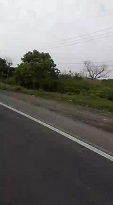 7.8K views · 55 reactions |  Ante el descontento de los empleados de Megsa por el pago íntegro de sus utilidades, se ha procedido al bloqueo de la autopista #Totomoxtle-#Tihuatlán a la altura del puente #Cazones 3, en los límites de Paso de Pital y la gasolinera Toro Negro. Por consiguiente, se encuentra interrumpido el tránsito vehicular. La ruta alterna es por Paso de Pital hacia el aeropuerto. | Veracruz Informa | Facebook