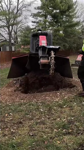 Watch this Walnut stump disappear!