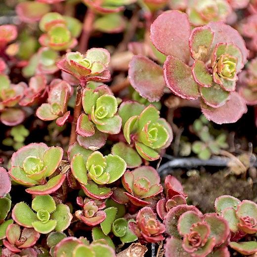 Sedum spurium 'Bronze Carpet'