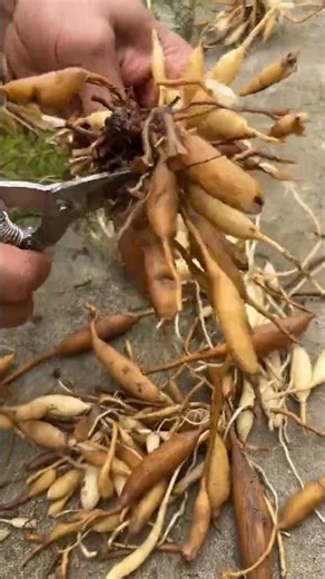 Asparagus Cochinchinensis Harvest & Temporal Optimization Logic 🌑🌿💊