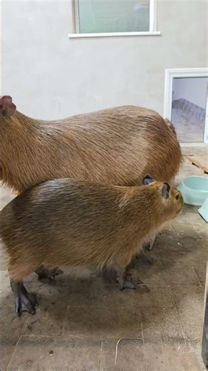 So Cute! The Cutest Baby Capybara Curiously Exploring 🦫✨