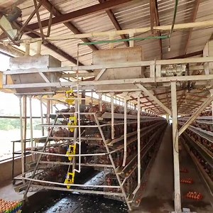 Want to start a profitable layer chicken farm? Get FREE expert solutions for your 20,000-layer operation! Enjoy 3-year warranty on our high-quality cage system Relax with professional installation handled by our team Ready to crack into the industry? Contact us now! WhatsApp: 86 155 3717 9350 Email: info@liviplant.com | LIVI poultry farming equipment