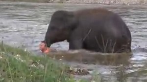 Loyal baby elephant saves man from drowning