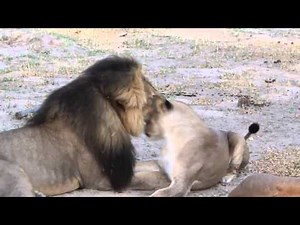 Archive video of Cecil the Lion and his pride