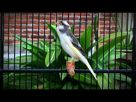 The Most Spectacular Canary Training‼️ Your Canary Will Sing Unstoppably🐦