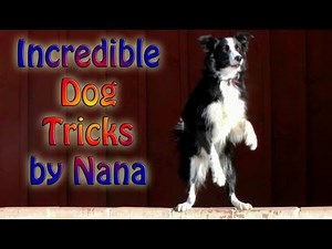 Incredible Dog Tricks by Nana the Border Collie