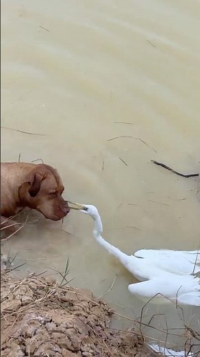 My Dogs Swam Up to a Bird That Wouldn’t Move