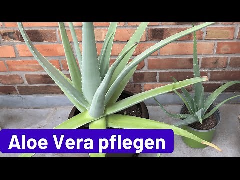 Aloe Vera pflegen: Standort, Erde, gießen, schneiden, umtopfen, vermehren, ernten