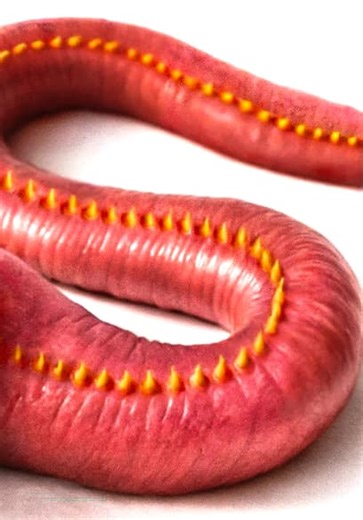 Terra Green S01:E03 - I Got the Strangest Pets - Bloodworm and Black Widow!