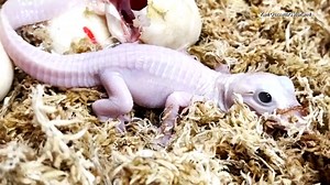 53K views · 2.1K reactions | Measuring 19.2-inches long, this rare white baby alligator is making history just by being born. She’s a leucistic alligator, characterized by their translucent white skin and blue eyes. | Inside Edition | Facebook