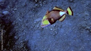 Magnificent Dangerous Titan Triggerfish Attacking Diver Undersea Wildlife, Bali, Indonesia