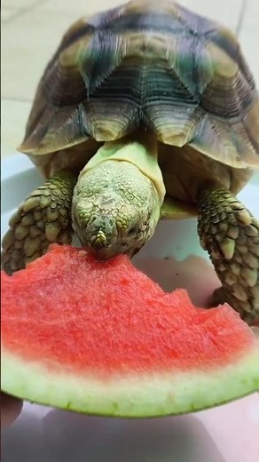 small to gaint animal transformation