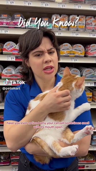 Cat Freezing Mid-Sniff: The Flehmen Response Explained