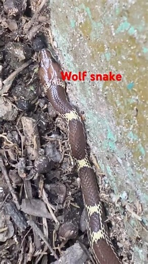 Wolf snake try to hiding