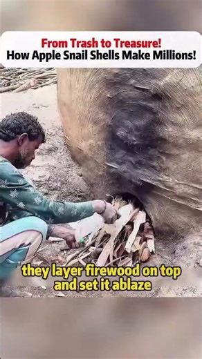 From Trash to Treasure! How Apple Snail Shells Make Millions! #DIYhack #naturalmaterials #sustainab