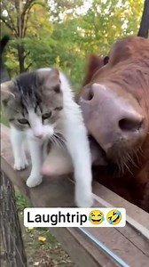 #funny #cat #animals #viral #fyp