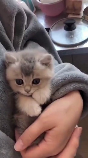 #cat #cats #kitty #kittycat #pets