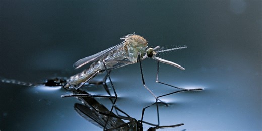 We Found 14 Plants That Repel Mosquitos Like MAGIC