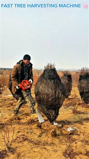 Fast Tree Digging Process for Lunar New Year.