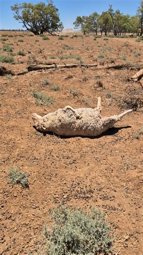 Wendy Sheehan on Instagram: "This is not something we ever normally see in our bit of the country. This ewe became cast, or stuck on her back the other day. I don't know how she ended up in such a predicament, maybe knocked off balance by other sheep 🤷‍♀️, but she was fortunate I spotted her a little distance from the dam, because their bodies aren't made to operate upside down for long, and she would probably have died there. As it was, she ended up with a sunburnt udder, poor thing."