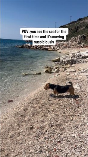 My dog saw the sea for the first time and did not trust it #funnydogvideos #beagle #pov #cute #doggo