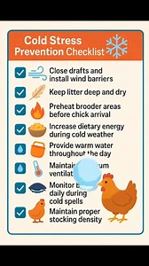 Management and prevention of cold stress in chicken #reelsvideoシ #vettips #collaboration #protection #creativity | Poultry vet