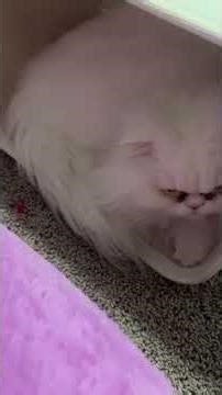 So me and snowbell finna fight