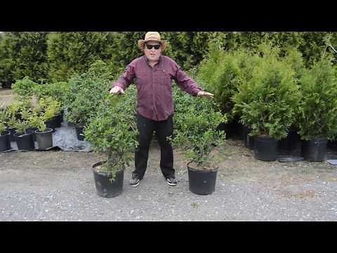 Nelly Stevens Holly - Overview on Planting
