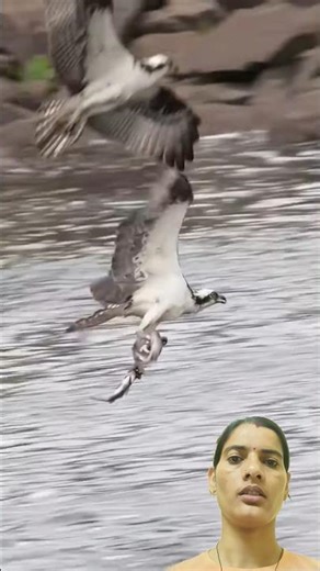 समुद्री बाज का जबरदस्त शिकार – Giant Fish Caught in One Powerful Strike!” 🦅🐟