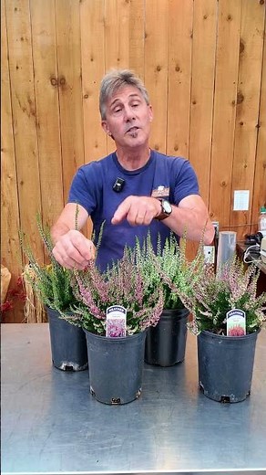 Must Have Fall Planter Ideas!