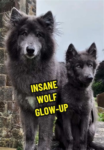 Stunning Transformation of Ocean and River the Wolves