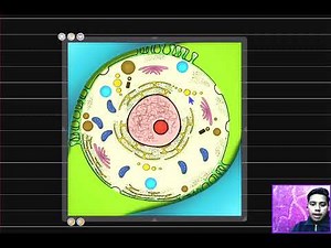 Animal cell Detailed "Animated" Explanation